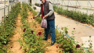 Dünyada sadece Halfeti’de yetişiyor! 'Türkiye için büyük gelecek vaat ediyor'