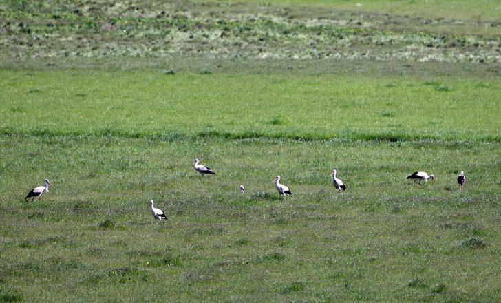 Göç yollarındaki değişimler leyleklerin yaşamını etkiliyor G3