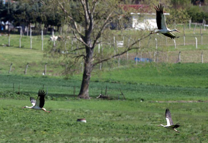 Göç yollarındaki değişimler leyleklerin yaşamını etkiliyor G4