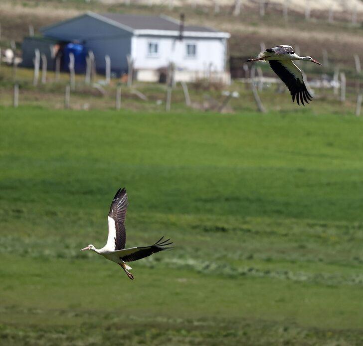 Göç yollarındaki değişimler leyleklerin yaşamını etkiliyor G5