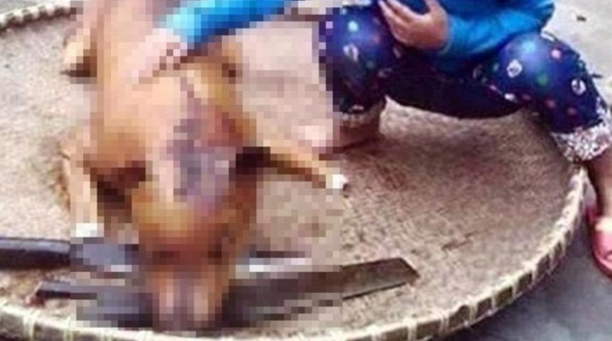 Kayıp köpeğini, kızartılmış halde buldu