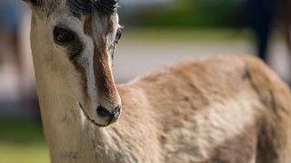 'Koruma altındaki ceylanlar kesilerek bürokratlara ikram edildi' iddiası! TİGEM'den açıklama