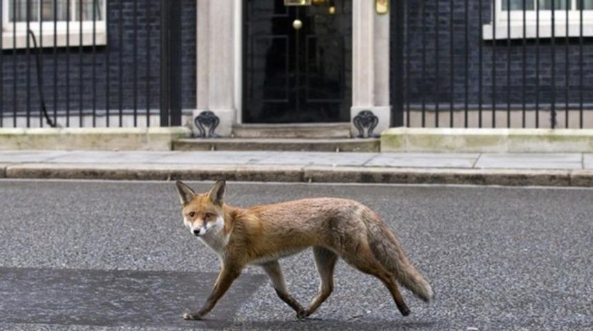 Başbakanlık'ta tilki alarmı