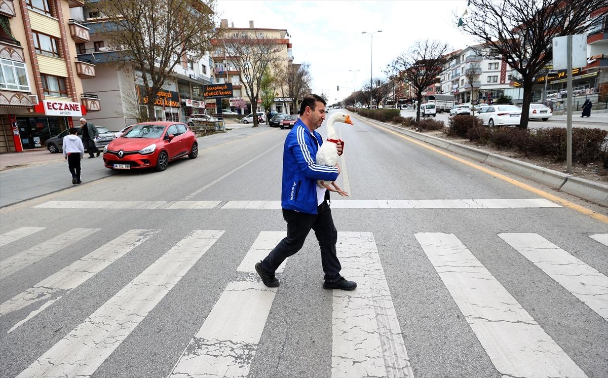 Kaz "Alvin" peşinden ayrılmadığı sahibine mesai arkadaşlığı yapıyor