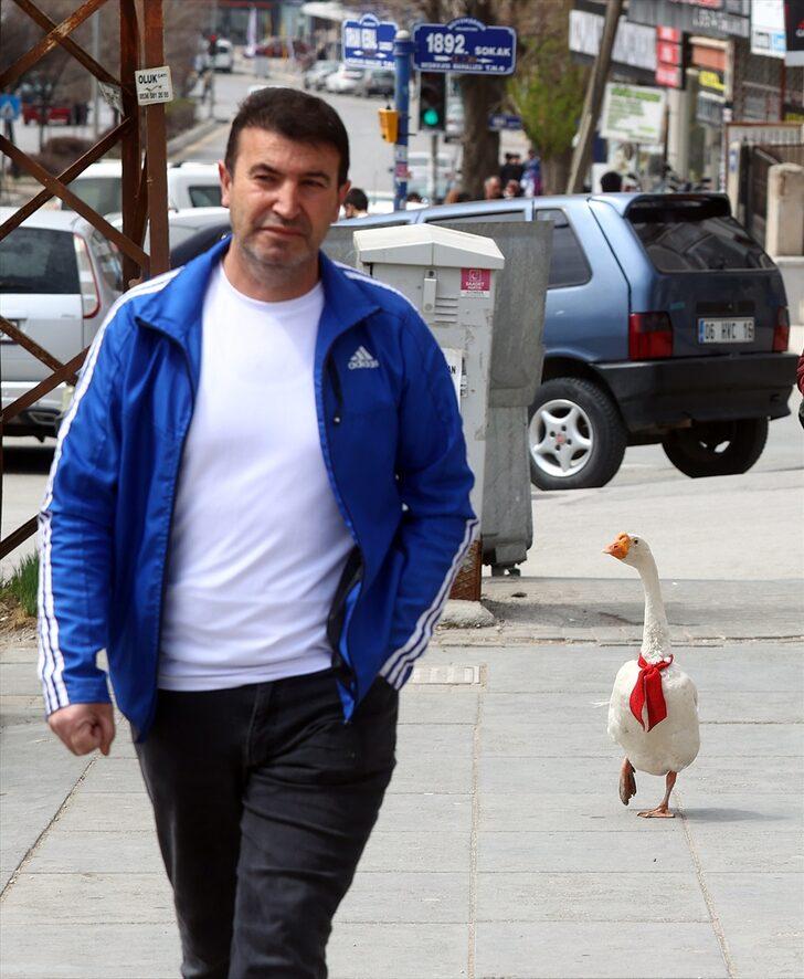 Kaz "Alvin" peşinden ayrılmadığı sahibine mesai arkadaşlığı yapıyor G2