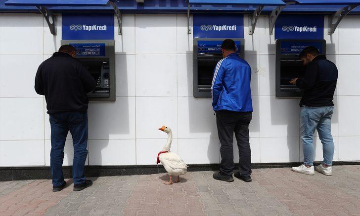 Kaz "Alvin" peşinden ayrılmadığı sahibine mesai arkadaşlığı yapıyor G3