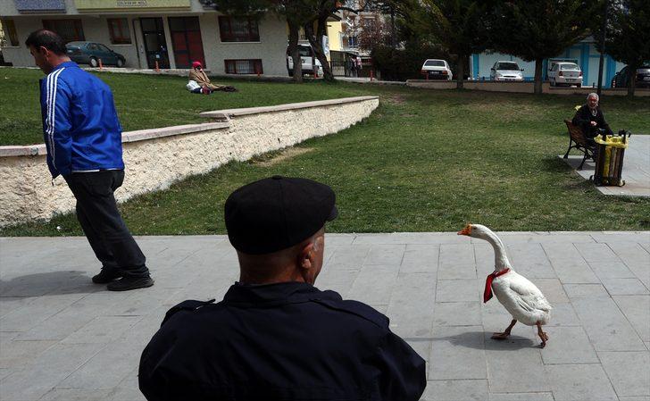 Kaz "Alvin" peşinden ayrılmadığı sahibine mesai arkadaşlığı yapıyor G4