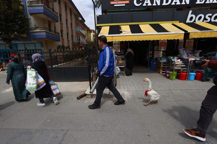 Kaz "Alvin" peşinden ayrılmadığı sahibine mesai arkadaşlığı yapıyor G5