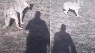 Vahşi bir kurt ile karşılaşan çobanın yaptıkları şoke etti! ‘Canavara bak canavara’