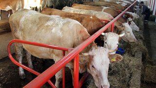 Buzağı destek ödemesi 2022 başladı mı? Buzağı destekleri ne zaman yatacak? 