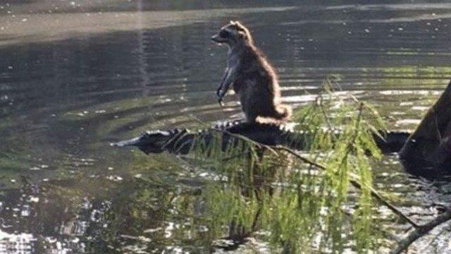 Timsahın sırtına binen rakun