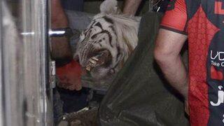 Gürcistan'da hayvanat bahçesinden kaçan kaplan bir kişiyi öldürdü