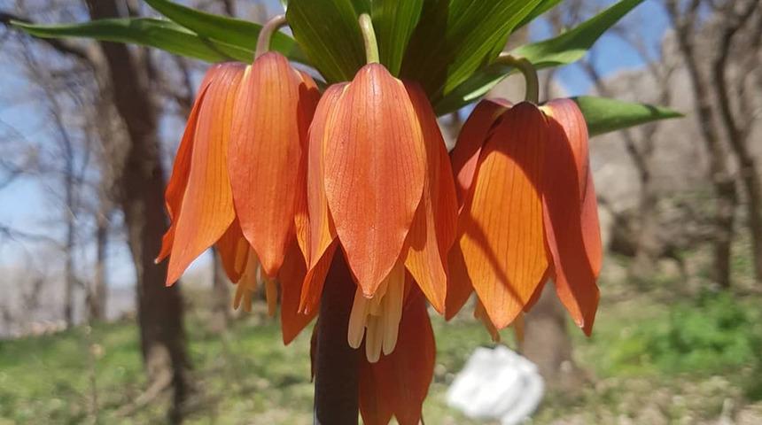 'Ağlayan gelin' olarak biliniyor! Koparana 109 bin 593 lira ceza