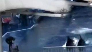 Yunuslara eğitim işkencesi böyle görüntülendi!