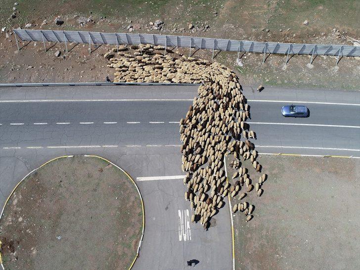 Bingöl yaylaları ömürleri hayvanlarının peşinde geçen göçerleri ağırlıyor G1