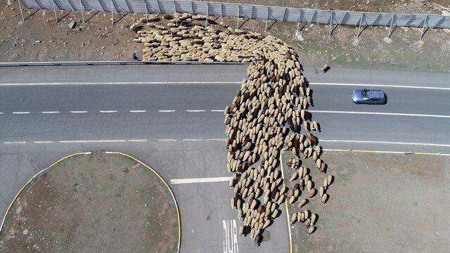 Bingöl yaylaları ömürleri hayvanlarının peşinde geçen göçerleri ağırlıyor