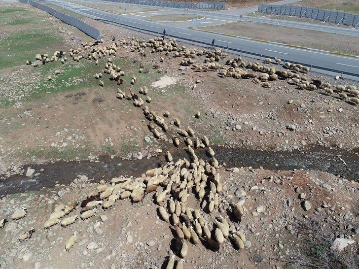 Bingöl yaylaları ömürleri hayvanlarının peşinde geçen göçerleri ağırlıyor G2