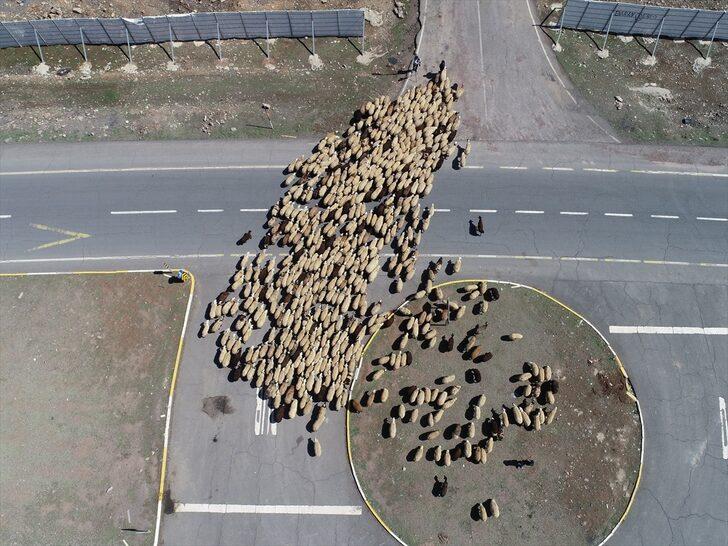 Bingöl yaylaları ömürleri hayvanlarının peşinde geçen göçerleri ağırlıyor G3