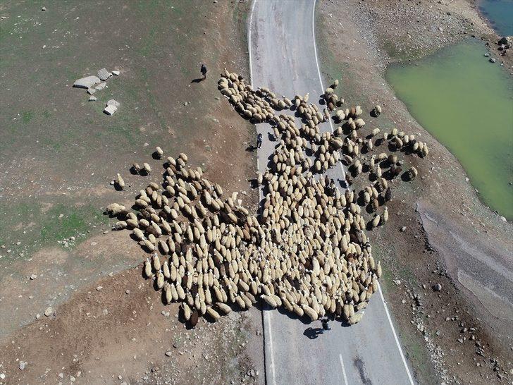 Bingöl yaylaları ömürleri hayvanlarının peşinde geçen göçerleri ağırlıyor G4