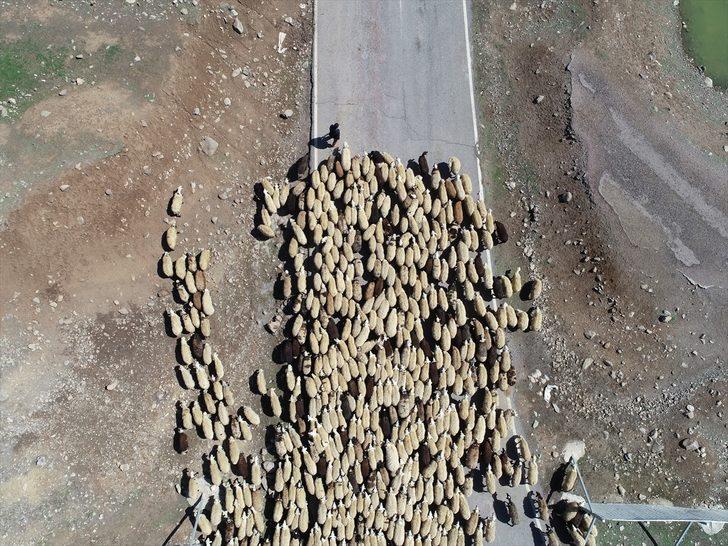 Bingöl yaylaları ömürleri hayvanlarının peşinde geçen göçerleri ağırlıyor G5