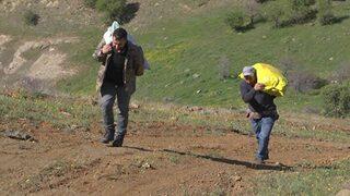 Gökyüzü aydınlanmadan topluyorlar! Demeti 10 liradan satılıyor