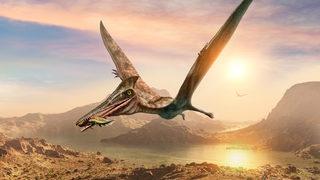 İlginç olduğu kadar heyecan verici bir keşif: Pterozorlar renk değiştirebiliyormuş!