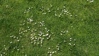 Papatyalar açmaya başladı! Faydalarını öğrenince toplamaya başlayacaksınız