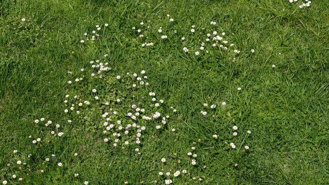 Papatyalar açmaya başladı! Faydalarını öğrenince toplamaya başlayacaksınız