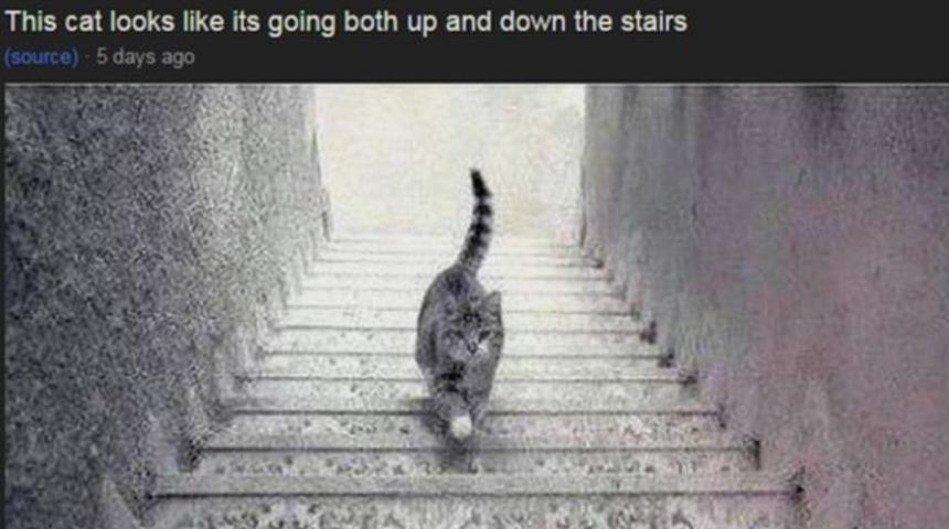 Kedi iniyor mu, &ccedil;ıkıyor mu?