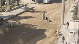 Sürü halinde gezen köpeklerin saldırısına uğradı! O anlar kamerada