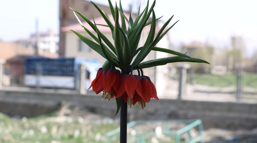 Bu lalelerin ömrü bir ay! Sadece Hakkari'de yetişiyor