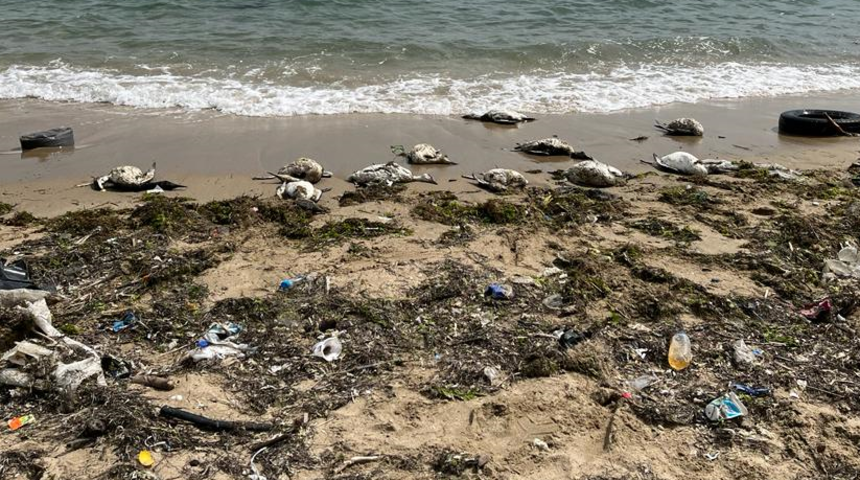 Sinop sahilinde kahreden görüntü! Toplu halde karaya vurdular