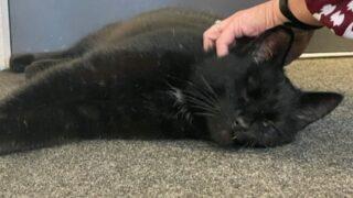 5 yıl sonra eski sahibine kavuştu! Kaybolan kedi, konteynerle denizin ortasına kadar gitmiş 