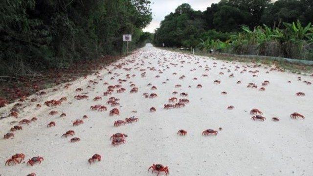 40 milyon yengecin göçü