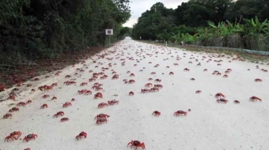 40 milyon yengecin g&ouml;&ccedil;&uuml;
