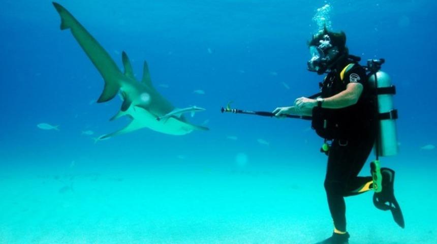 Bir haftanızı k&ouml;pekbalıklarıyla ge&ccedil;irmeye var mısınız?