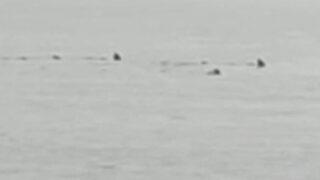 Sahile yaklaşan köpekbalıkları şaşkınlık yarattı