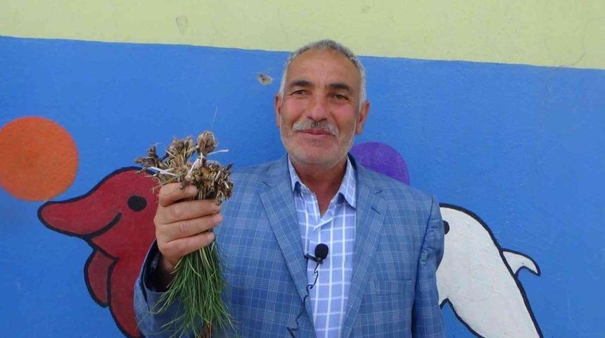 Kilosu bin liraya satılan ot yok satıyor!