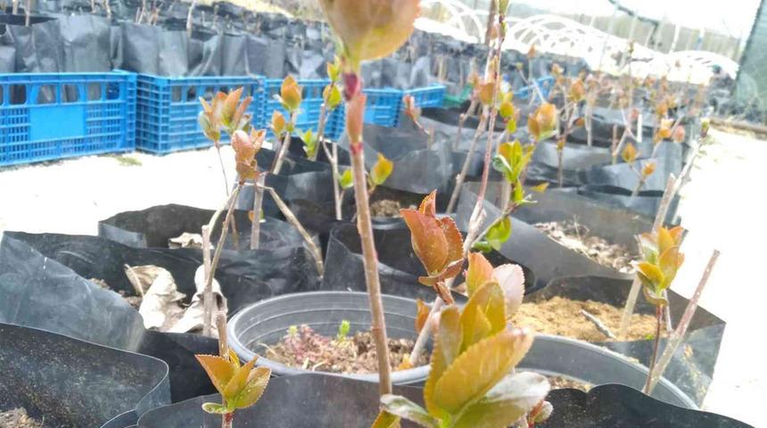 'Süper meyve': Faydası saymakla bitmiyor! Yapılan yatırımı kısa sürede amorti ediyor... O ilde yetişecek