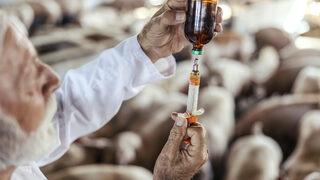 Antibiyotiklere dirençli süper bakterinin insanlara geçmesi an meselesi