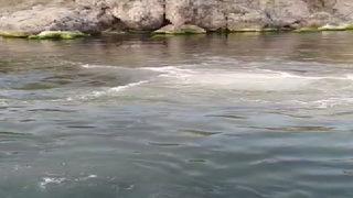 Heybeliada'da denizin rengi değişti! İSKİ'den açıklama