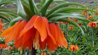 Yer: Muş! Ters lale için 1 saat boyunca dağa tırmandılar: İlk defa görüyoruz