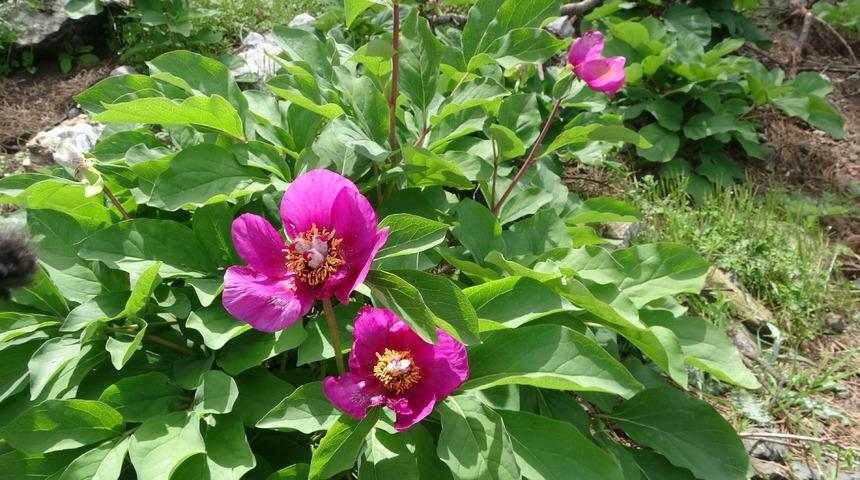 Koparan yandı! Dünyanın en pahalı çiçeği ayı gülü, küllerinden doğdu: Çok şükür