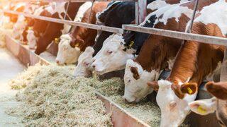 Tarım Bakanlığı'ndan dikkat çeken karar! Genetiği değiştirilmiş hayvan yemine onay verdi