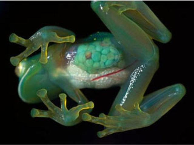 Mutant hayvanlara bir yenisi katıldı 1