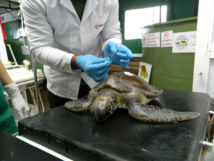 Her 3 ölü deniz kaplumbağasından birinin sindirim sisteminden plastik çıkıyor G4