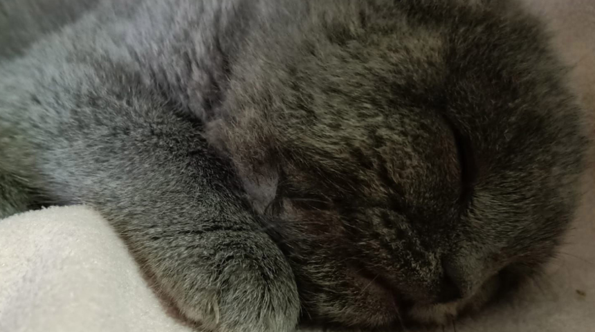 Trabzon'daki kedi katilinden şok s&ouml;zler: Yastık sandım