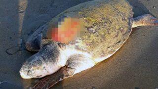 Caretta caretta 7 aydır takip ediliyordu, ölü bulundu! Ölüm nedeni, boğulma