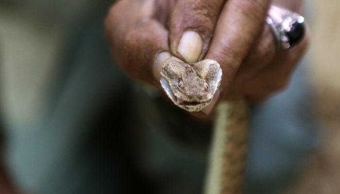 Ürdünlü adam 33 yıldır yılanlarla aynı evde yaşıyor: Aşığım