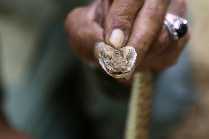 Ürdünlü adam 33 yıldır yılanlarla aynı evde yaşıyor: Aşığım